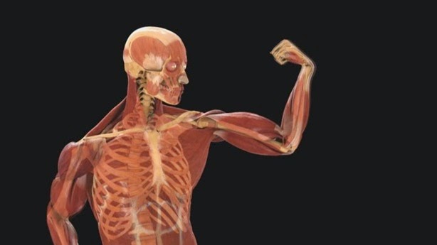 Rutina full-body 5×5 para fuerza | EXPLORA TUS LIMITES